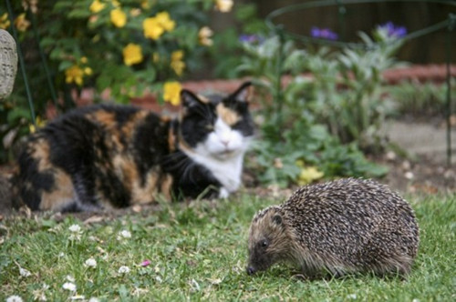 Ӣ����⬳Գ��ֶգ�����(qi��ng)�Ɯp�ʘ����ȷ���