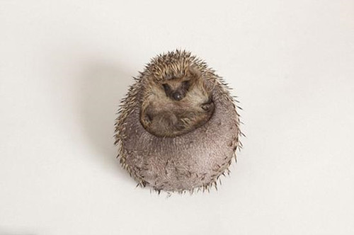 Ӣ����⬳Գ��ֶգ�����(qi��ng)�Ɯp�ʘ����ȷ���