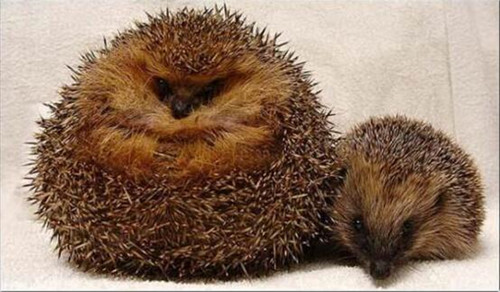 Ӣ����⬳Գ��ֶգ�����(qi��ng)�Ɯp�ʘ����ȷ���